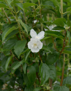 Philadelphus Virginal - Seringat des jardins - Feuillage et fleur