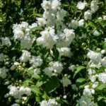 Philadelphus Virginal - Seringat des jardins - vue d'ensemble