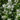 Philadelphus Virginal – Seringat des jardins – vue d’ensemble2437044527