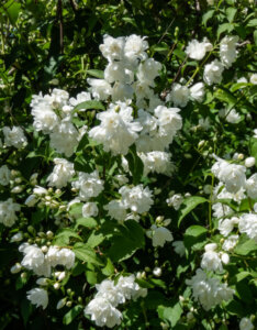 Philadelphus Virginal - Seringat des jardins - vue d'ensemble