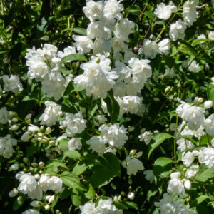 Philadelphus Virginal - Seringat des jardins - vue d'ensemble