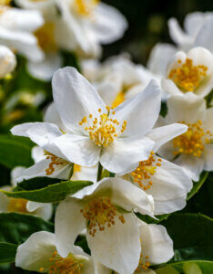 Philadelphus coronarius Aureus - Seringat commun - Fleur