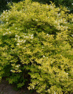 Philadelphus coronarius Aureus - Seringat commun - vue d'ensemble