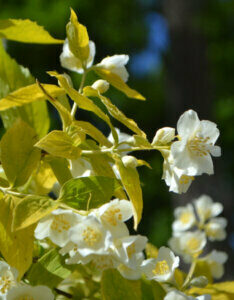Philadelphus coronarius Aureus - Seringat commun - fleurs et feuillage