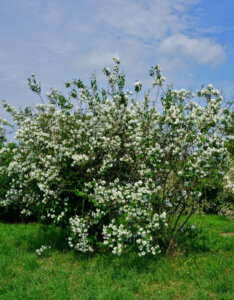 Philadelphus coronarius - Seringat commun - Vue d'ensemble