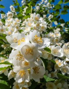 Philadelphus coronarius - Seringat commun - fleurs