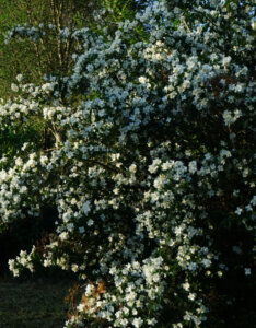 Philadelphus coronarius - Seringat commun - vue d'ensemble
