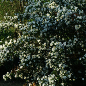 Philadelphus coronarius - Seringat commun - vue d'ensemble