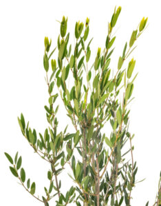 Phillyrea angustifolia - Filaire à feuilles étroites - Feuillage