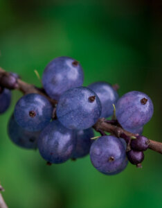 Phillyrea angustifolia - Filaire à feuilles étroites - fructification