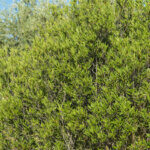 Phillyrea angustifolia - Filaire à feuilles étroites - vue d'ensemble