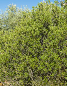 Phillyrea angustifolia - Filaire à feuilles étroites - vue d'ensemble