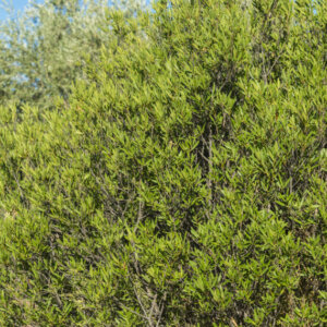 Phillyrea angustifolia - Filaire à feuilles étroites - vue d'ensemble