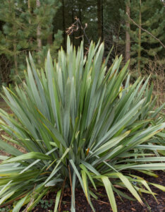 Phormium tenax - Lin de Nouvelle-Zélande - Vue d'ensemble