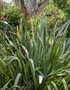 Phormium tenax - Lin de Nouvelle-Zélande - vue d'ensemble