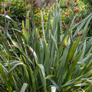 Phormium tenax - Lin de Nouvelle-Zélande - vue d'ensemble