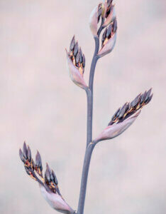 Phormium tenax Purpureum - Lin de Nouvelle-Zélande pourpre - début de floraison
