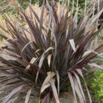 Phormium tenax Purpureum - Lin de Nouvelle-Zélande pourpre - vue d'ensemble