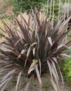 Phormium tenax Purpureum - Lin de Nouvelle-Zélande pourpre - vue d'ensemble