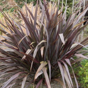 Phormium tenax Purpureum - Lin de Nouvelle-Zélande pourpre - vue d'ensemble