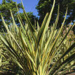 Phormium tenax Variegatum - Lin de Nouvelle-Zélande panaché - vue d'ensemble