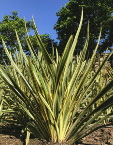 Phormium tenax Variegatum - Lin de Nouvelle-Zélande panaché - vue d'ensemble