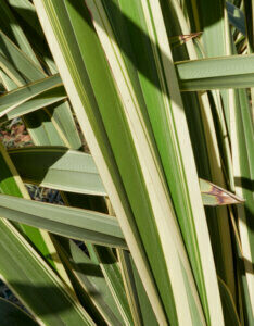 Phormium tenax Variegatum - Lin de Nouvelle-Zélande panaché - feuillage