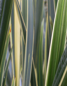 Phormium tenax Variegatum - Lin de Nouvelle-Zélande panaché - Feuillage