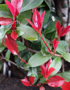 Photinia fraseri Little Red Robin - Photinia nain à feuilles rouges - feuillage
