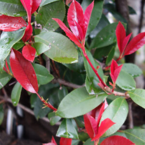 Photinia fraseri Little Red Robin - Photinia nain à feuilles rouges - feuillage