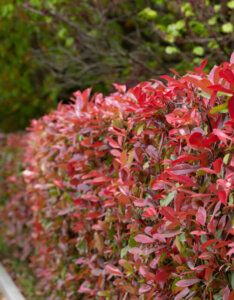 Photinia fraseri Camilvy - Photinia de Fraser à feuilles rouges - vue d'ensemble