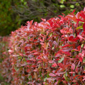 Photinia fraseri Camilvy - Photinia de Fraser à feuilles rouges - vue d'ensemble