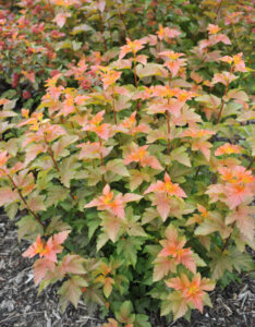 Physocarpus opulifolius Amber Jubilee ® - Physcocarpe à feuilles d'obier - vue d'ensemble