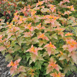 Physocarpus opulifolius Amber Jubilee ® - Physcocarpe à feuilles d'obier - vue d'ensemble