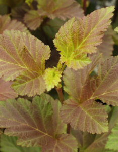 Physocarpus opulifolius Amber Jubilee ® - Physcocarpe à feuilles d'obier - feuillage