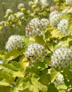 Physocarpus opulifolius Dart's Gold - Physcocarpe à feuilles d'obier - inflorescences