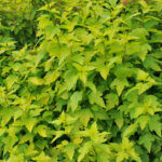 Physocarpus opulifolius Dart's Gold - Physcocarpe à feuilles d'obier - vue d'ensemble