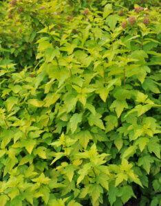 Physocarpus opulifolius Dart's Gold - Physcocarpe à feuilles d'obier - vue d'ensemble