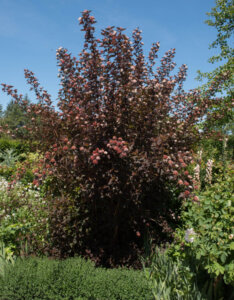 Physocarpus opulifolius Diable D'Or - Physcocarpe à feuilles d'obier - vue d'ensemble