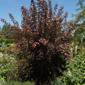 Physocarpus opulifolius Diable D'Or - Physcocarpe à feuilles d'obier - vue d'ensemble