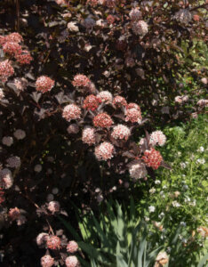 Physocarpus opulifolius Diable D'Or - Physcocarpe à feuilles d'obier - Inflorescences