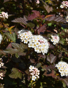 Physocarpus opulifolius Diable D'Or - Physcocarpe à feuilles d'obier - fleurs