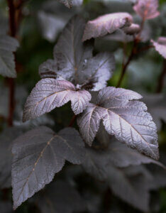 Physocarpus opulifolius Diabolo ® - Physcocarpe à feuilles d'obier - Feuillage