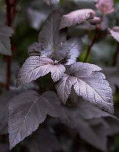 Physocarpus opulifolius Diabolo ® - Physcocarpe à feuilles d'obier - Feuillage
