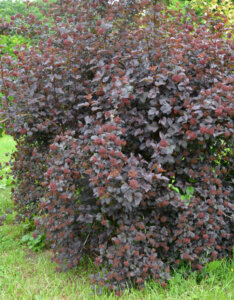 Physocarpus opulifolius Diabolo ® - Physcocarpe à feuilles d'obier - vue d'ensemble