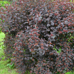 Physocarpus opulifolius Diabolo ® - Physcocarpe à feuilles d'obier - vue d'ensemble