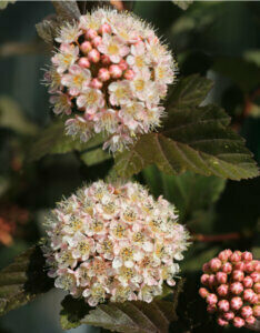 Physocarpus opulifolius Lady in Red ® - Physcocarpe à feuilles d'obier - Fleurs