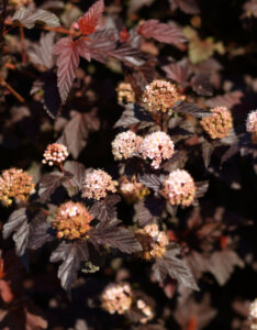 Physocarpus opulifolius Lady in Red ® - Physcocarpe à feuilles d'obier - fleurs et feuillage
