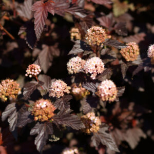 Physocarpus opulifolius Lady in Red ® - Physcocarpe à feuilles d'obier - fleurs et feuillage