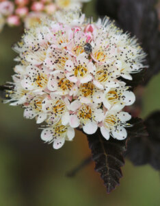 Physocarpus opulifolius Summer Wine ® - Physcocarpe à feuilles d'obier - inflorescence